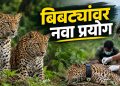 जुन्नरमध्ये दोन मादी बिबट्यांना प्रजनन नियंत्रणाची लस; संघर्ष रोखण्यासाठी नवा प्रयोग