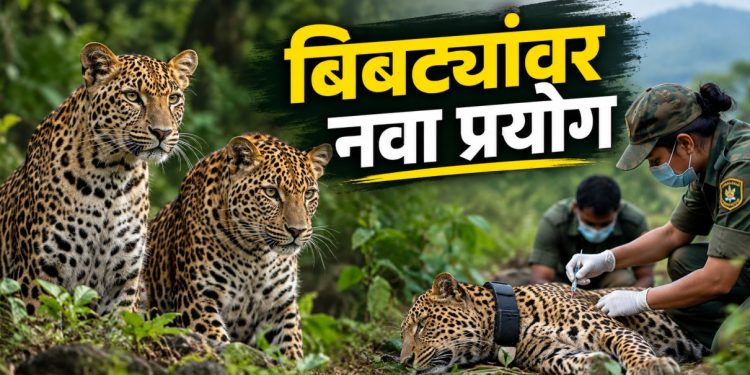 जुन्नरमध्ये दोन मादी बिबट्यांना प्रजनन नियंत्रणाची लस; संघर्ष रोखण्यासाठी नवा प्रयोग