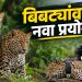 जुन्नरमध्ये दोन मादी बिबट्यांना प्रजनन नियंत्रणाची लस; संघर्ष रोखण्यासाठी नवा प्रयोग