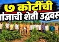 शिरपूर तालुक्यात ७ कोटींच्या गांजाची शेती उद्ध्वस्त; ३,०६५ किलो गांजा जप्त