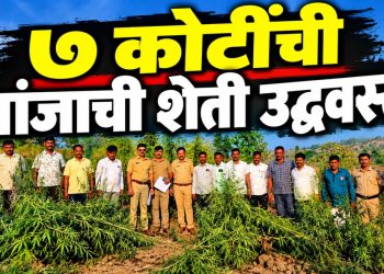 शिरपूर तालुक्यात ७ कोटींच्या गांजाची शेती उद्ध्वस्त; ३,०६५ किलो गांजा जप्त