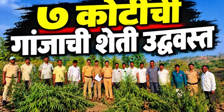 शिरपूर तालुक्यात ७ कोटींच्या गांजाची शेती उद्ध्वस्त; ३,०६५ किलो गांजा जप्त